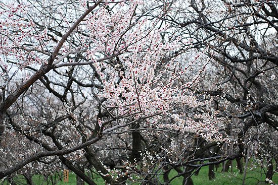 【２大梅林】水戸偕楽園と筑波山梅林　食べ放題イチゴ狩りもコースに