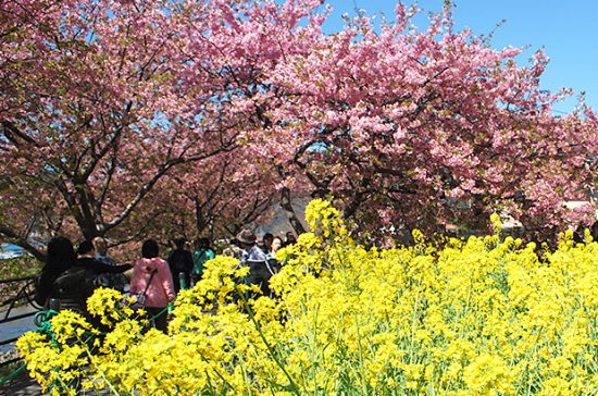【河津桜】関東一の早咲き桜と菜の花ロード(ピンクと黄色)