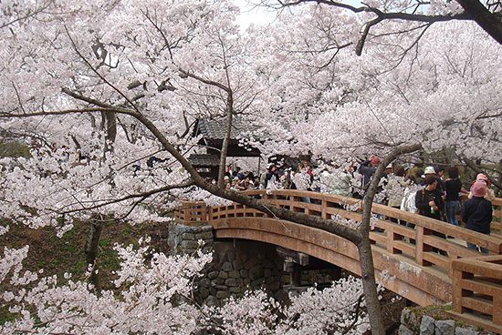 【高遠城址公園】小彼岸桜の花ふぶきと大奥「絵島生島事件」