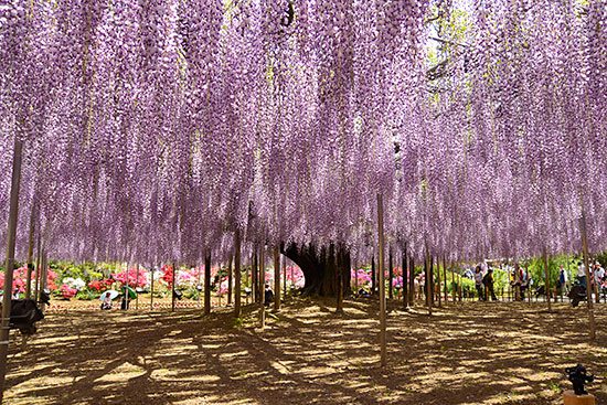 あしかがフラワーパークの大藤の花。樹齢150年と広さ600畳は圧巻！