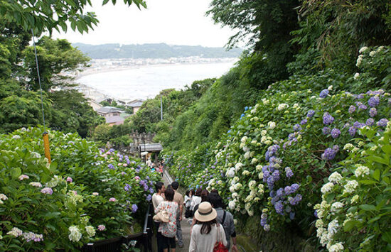 【鎌倉 成就院】由比ヶ浜を眺望できるアジサイの参道［見どころ］
