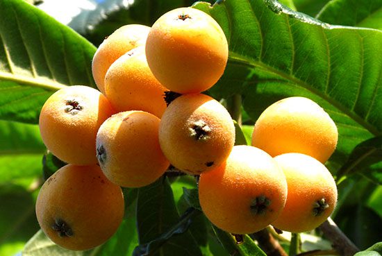 【房州・富津ビワ狩り】海鮮昼食のあと東京湾フェリーで鎌倉へ