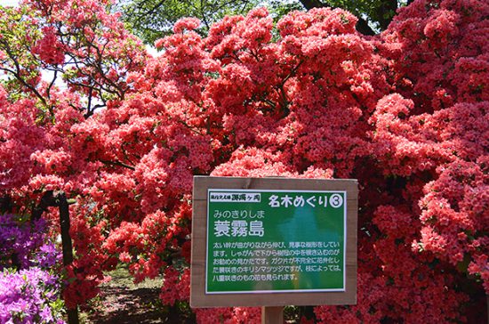 【館林つつじが岡公園】樹齢800年・高さ5mのツツジなんて見たことない！