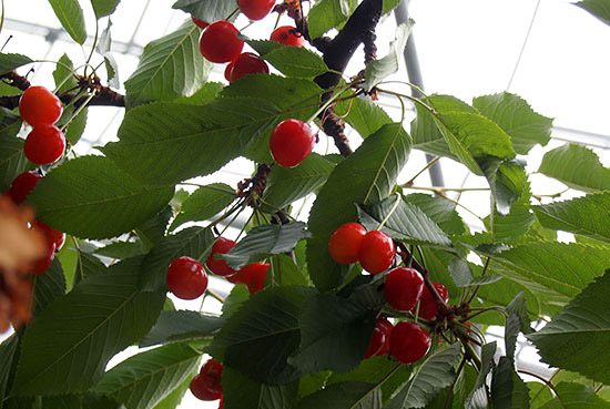 【サクランボ狩り】ホテルマウント富士のランチもグッドなプラン