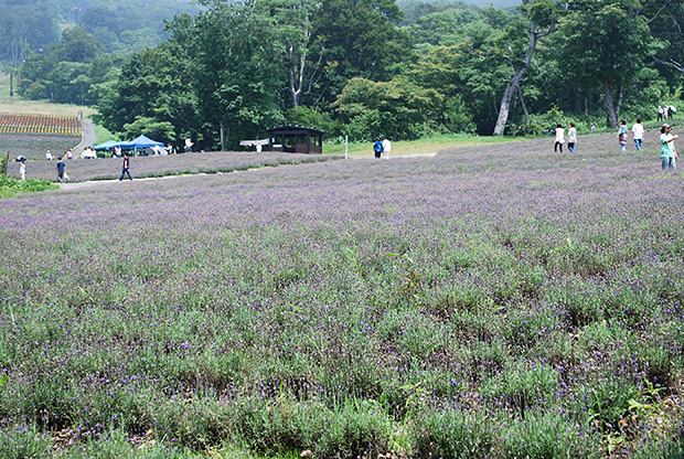 たんばらラベンダーパーク まずは大展望台へリフトで 下りで花々を鑑賞