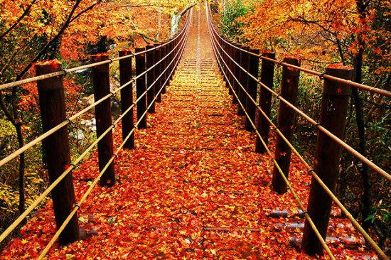 【花貫渓谷】汐見滝吊り橋の紅葉は、一生に一度は見ておきたい！
