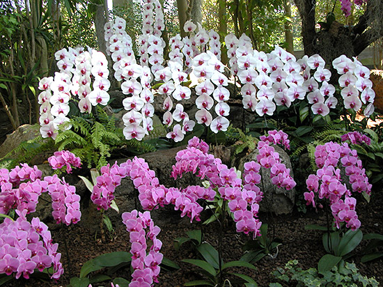 伊豆洋らんパーク