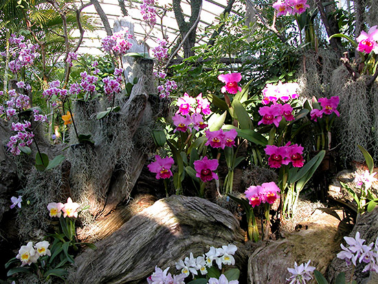 伊豆洋らんパーク