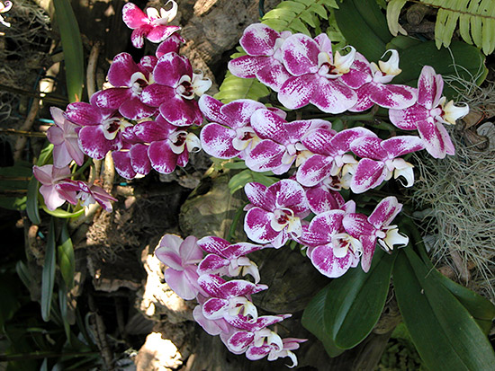 伊豆洋らんパーク