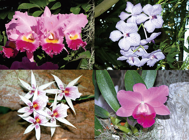 伊豆洋らんパーク