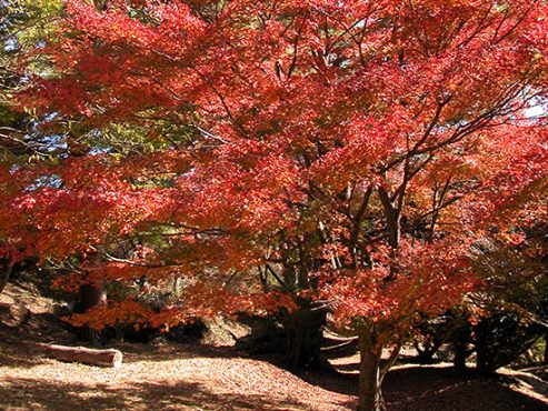【修禅寺】もみじ林【時之栖】イルミネーション【伊豆の国パノラマパーク】