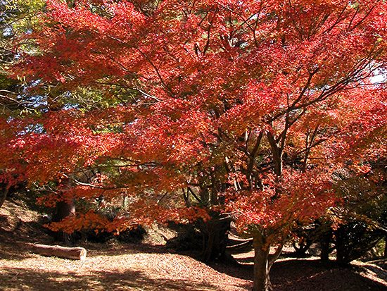 もみじ林(修善寺自然公園)