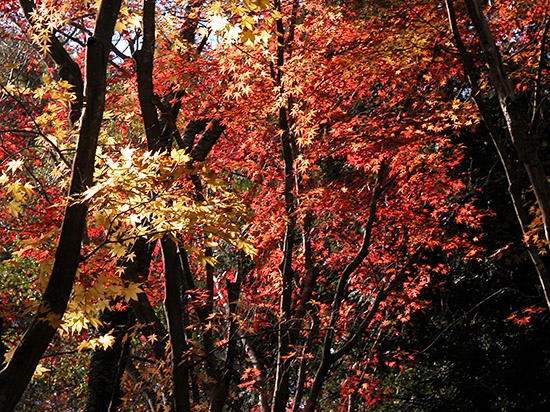 もみじ林(修善寺自然公園)