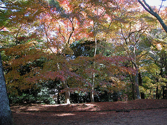 もみじ林(修善寺自然公園)