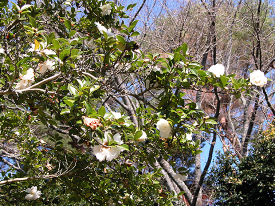 もみじ林(修善寺自然公園)