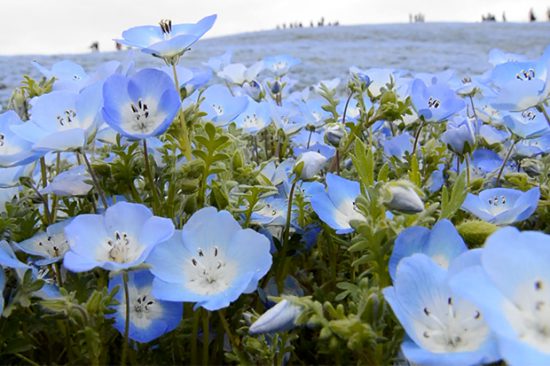 ネモフィラ【ひたち海浜公園 みはらしの丘】超おすすめ！シーサイドトレイン周遊