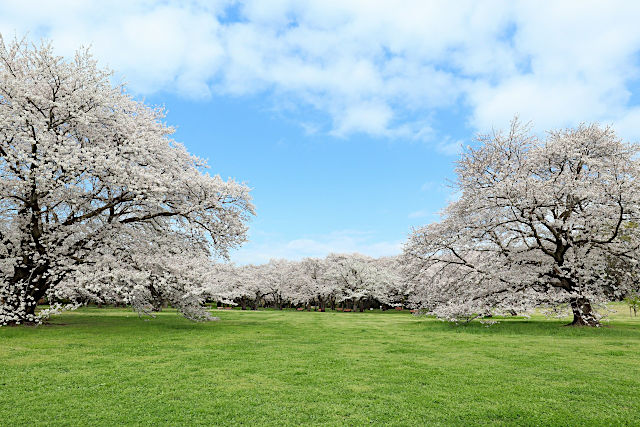 昭和記念公園フラワーフェスティバル2024