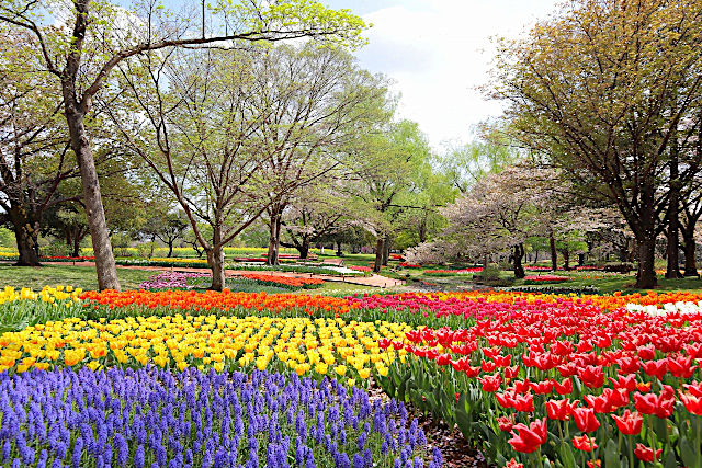 昭和記念公園フラワーフェスティバル2024