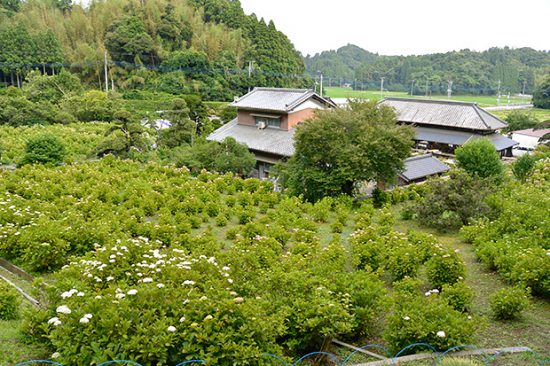 【千葉・服部農園あじさい屋敷】300品種・10,000株以上のあじさい!