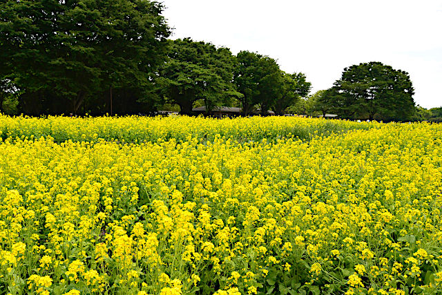 昭和記念公園フラワーフェスティバル
