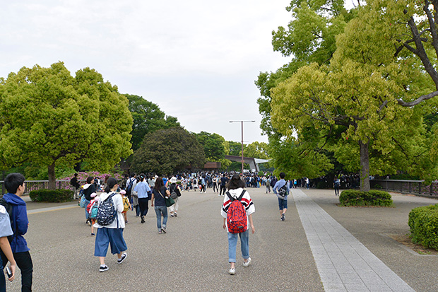 来園の道の脇のクスノキ