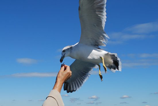 【東京湾フェリー】カモメに餌を手渡し。しかし、カモメの顔が怖い！