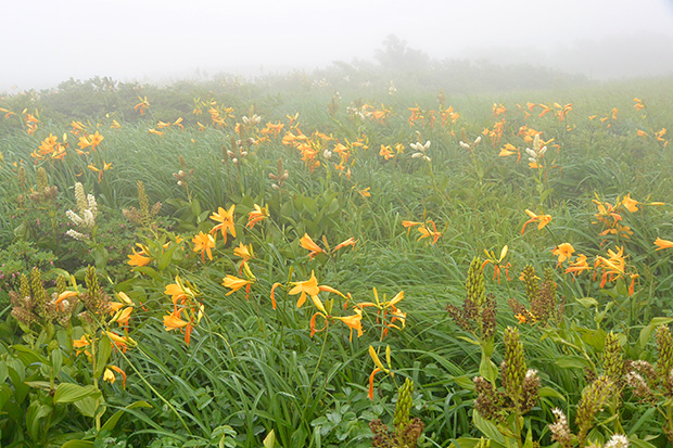 弥陀ヶ原湿原の高山植物