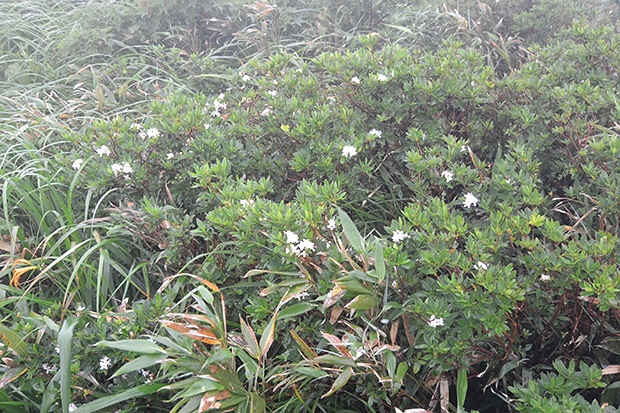 弥陀ヶ原湿原の高山植物