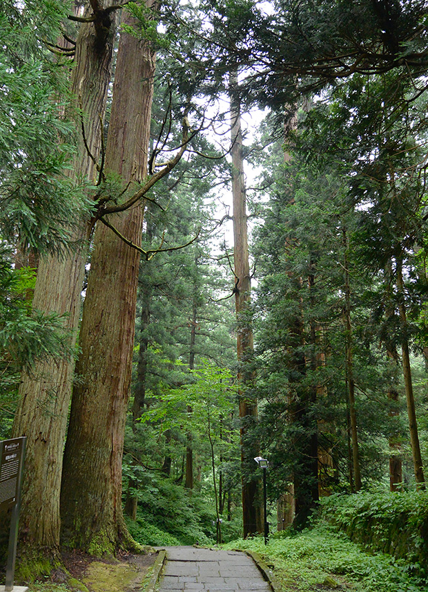 羽黒山・杉並木