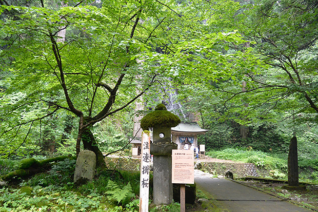 羽黒山・注連掛桜