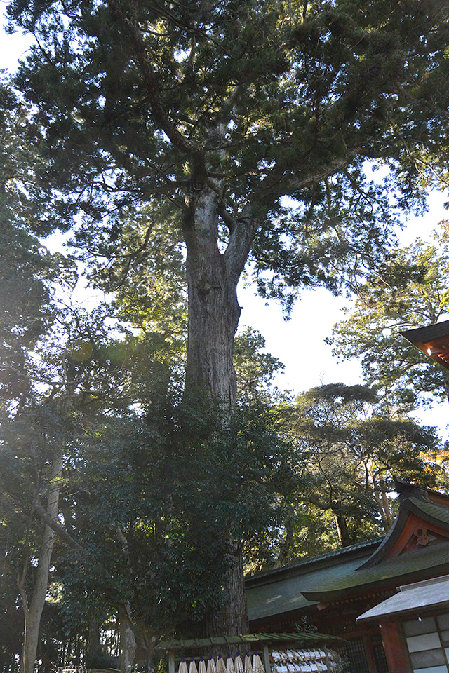 鹿島神宮の二郎杉