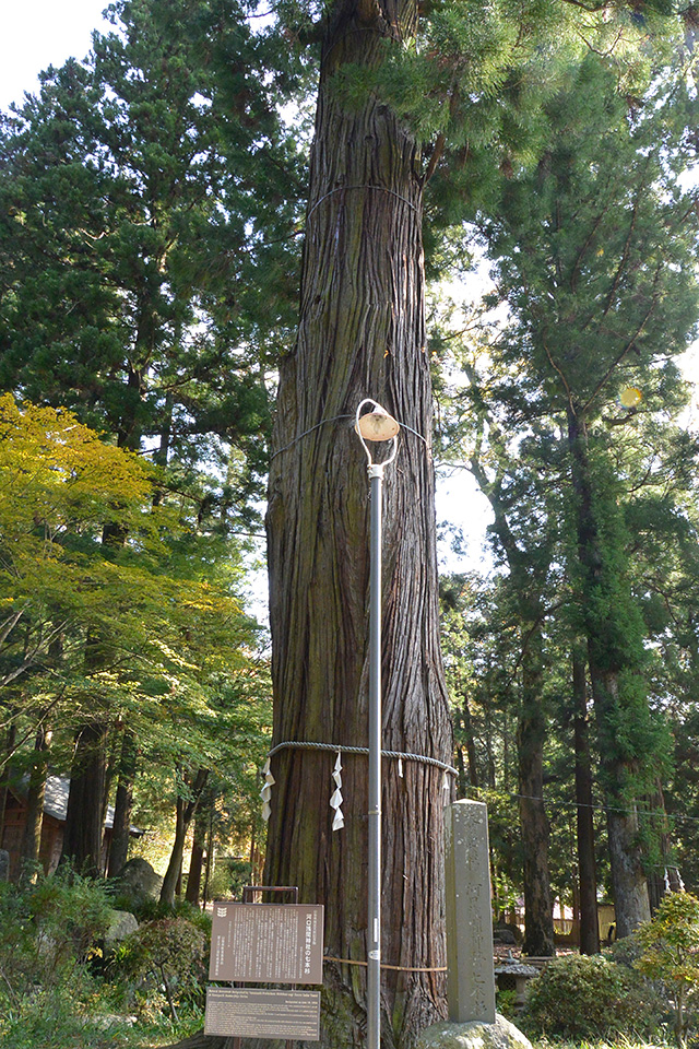 河口浅間神社・七本杉1号