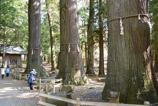 【河口浅間神社】見どころ５選。七本杉はじめご神木が見事！天空の鳥居と母の白滝神社