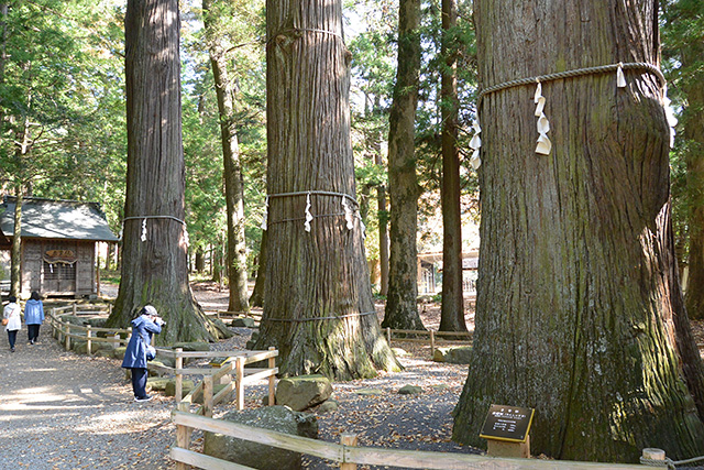 河口浅間神社・2号3号4号杉