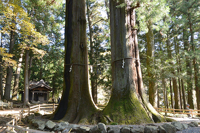 河口浅間神社・5号6号杉