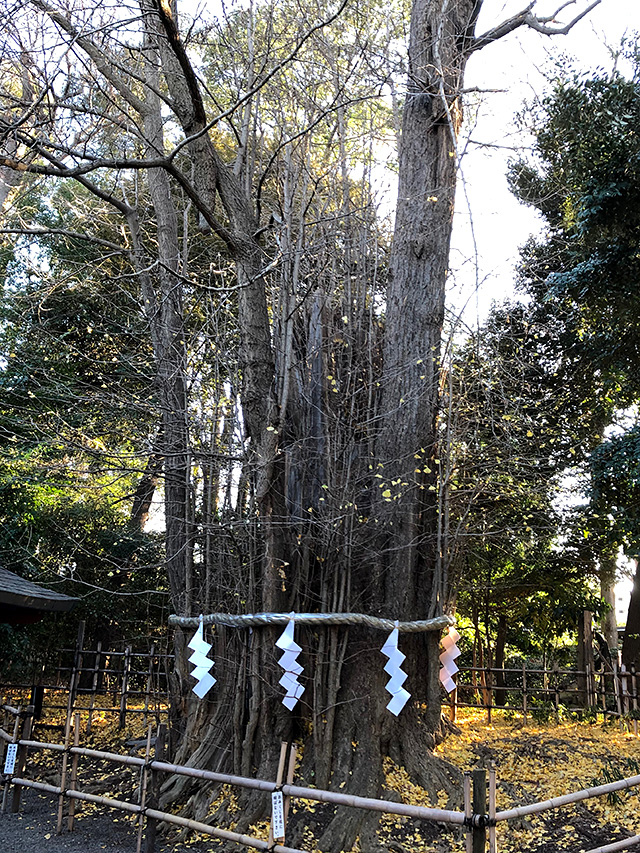 大國魂神社・ご神木のイチョウ