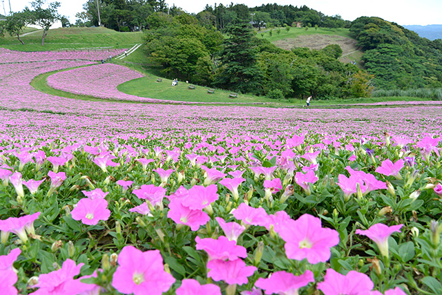 マザー牧場・ペチュニアの花