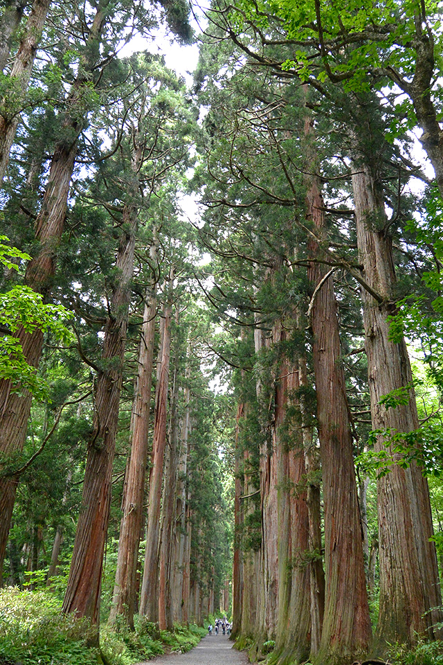戸隠神社・奥社杉並木