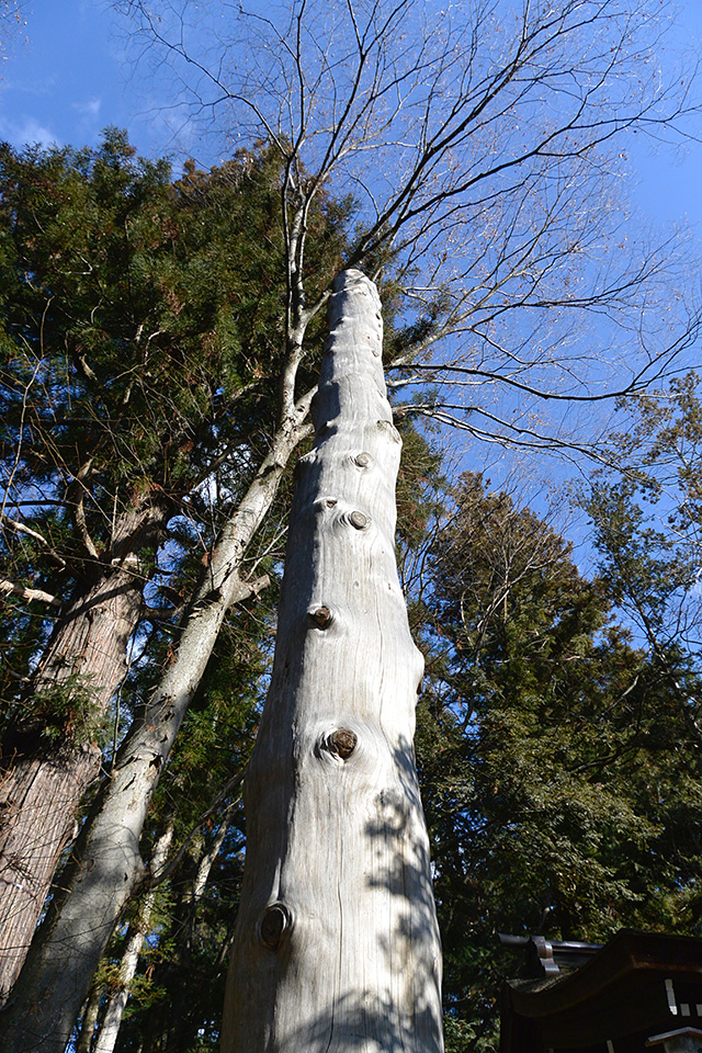 諏訪大社の御柱