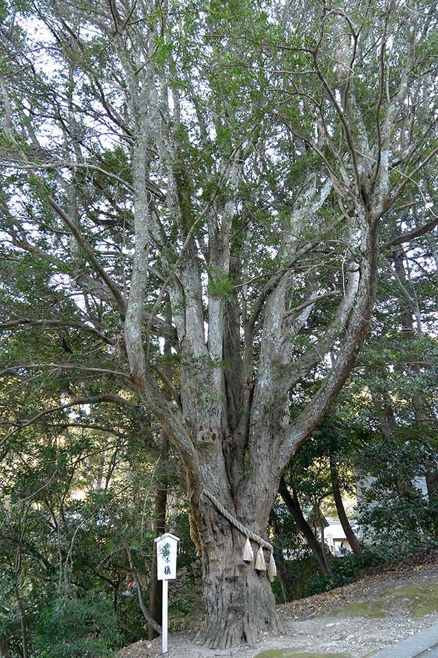 安房神社・ご神木