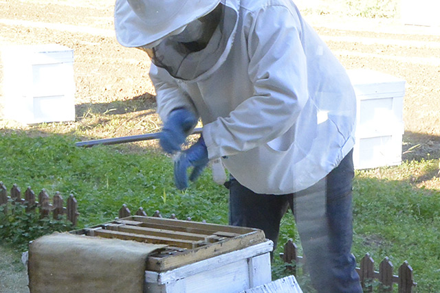 はちみつ工房・工場見学