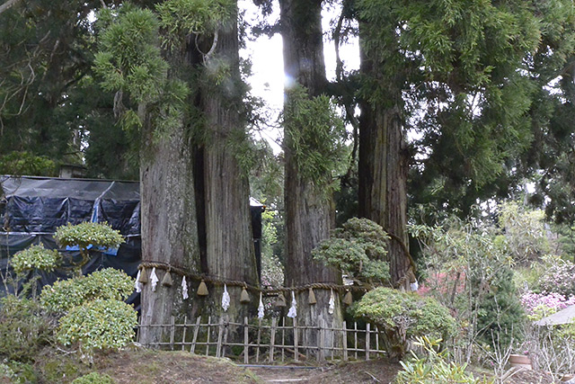 金剛三昧院・六本杉