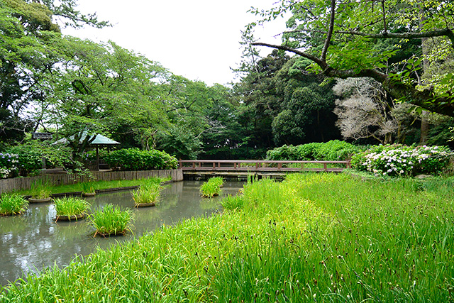 出雲大社・浄の池