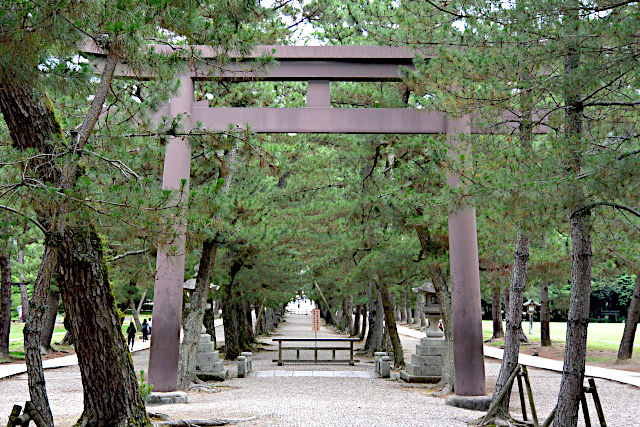 松の参道の鳥居