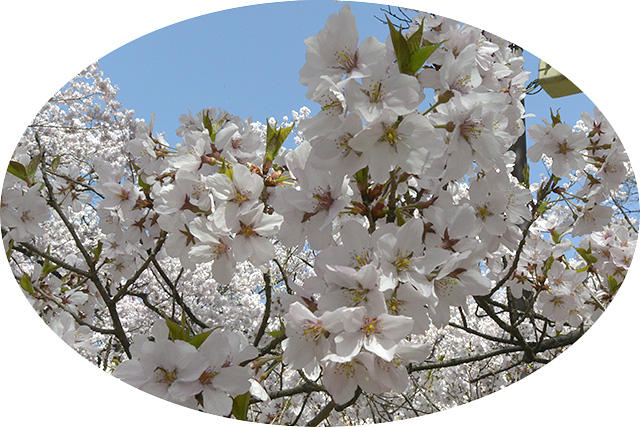 高遠城址公園のコヒガン桜