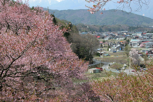 高遠のコヒガン桜