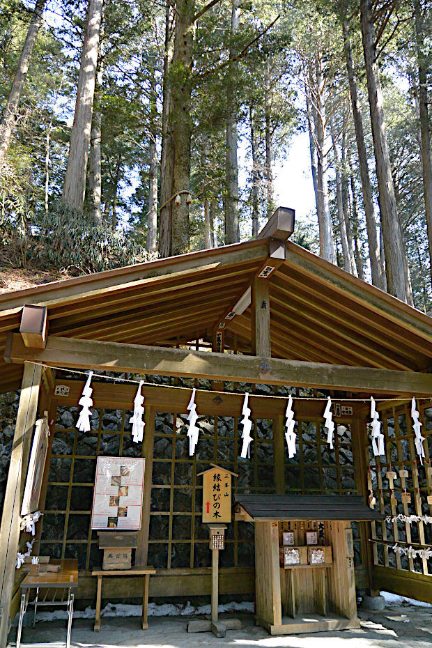 三峯神社の縁結びの木