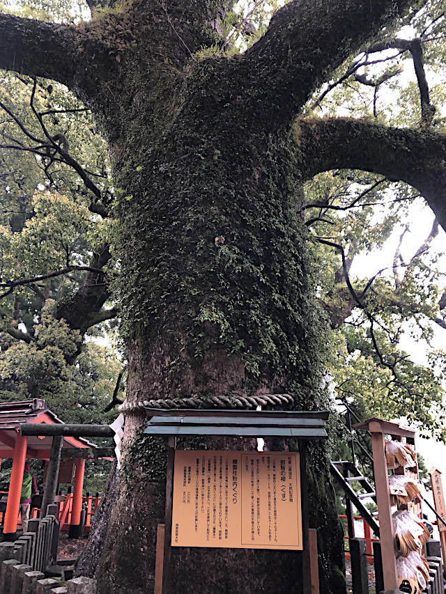 熊野那智大社・樟