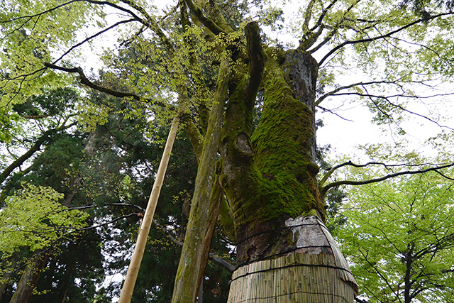 白山比咩神社・大ケヤキ