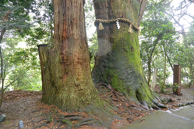 白山比咩神社・ご神木